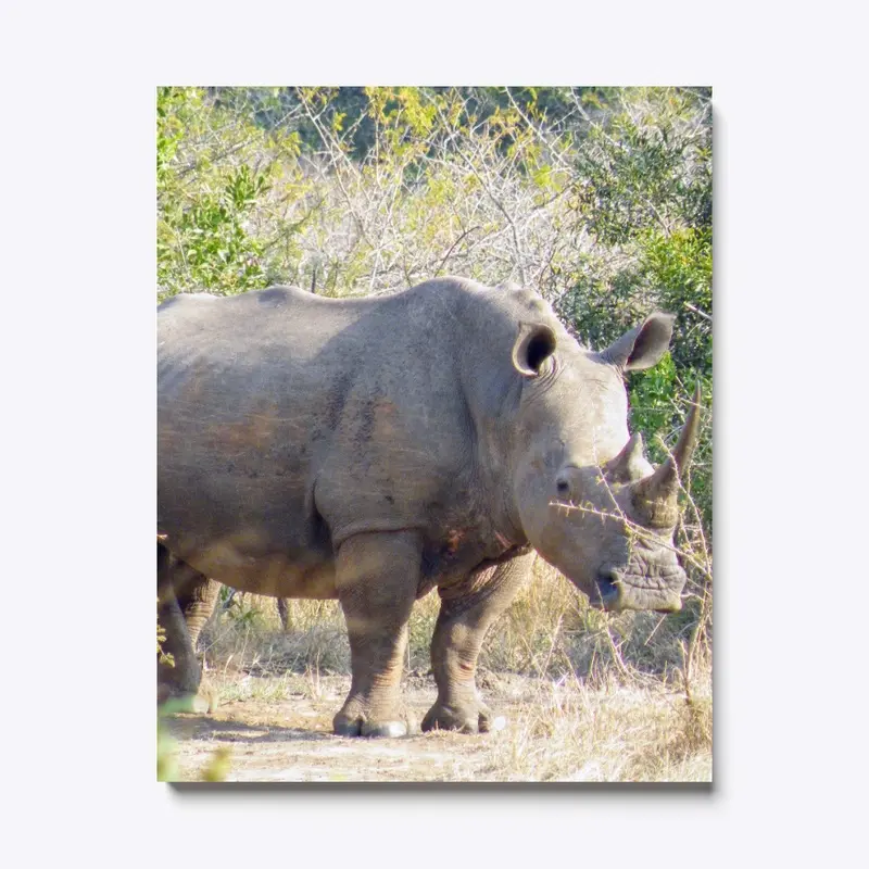 Save The South African White Rhino