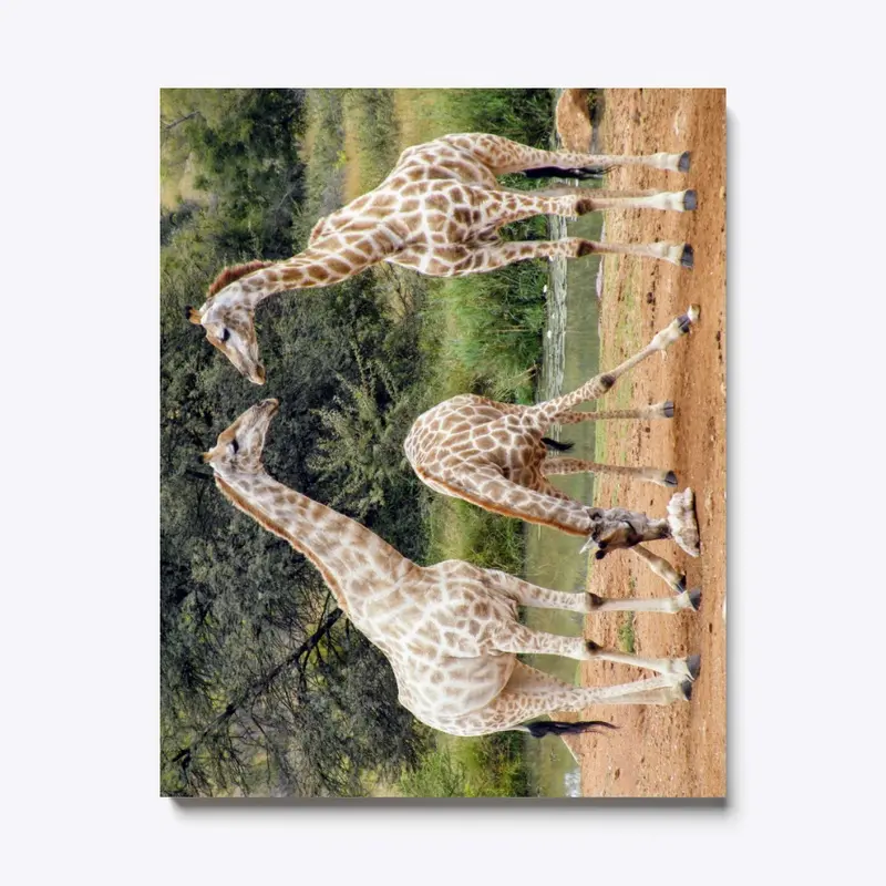 South Africa Stunning Giraffe Family